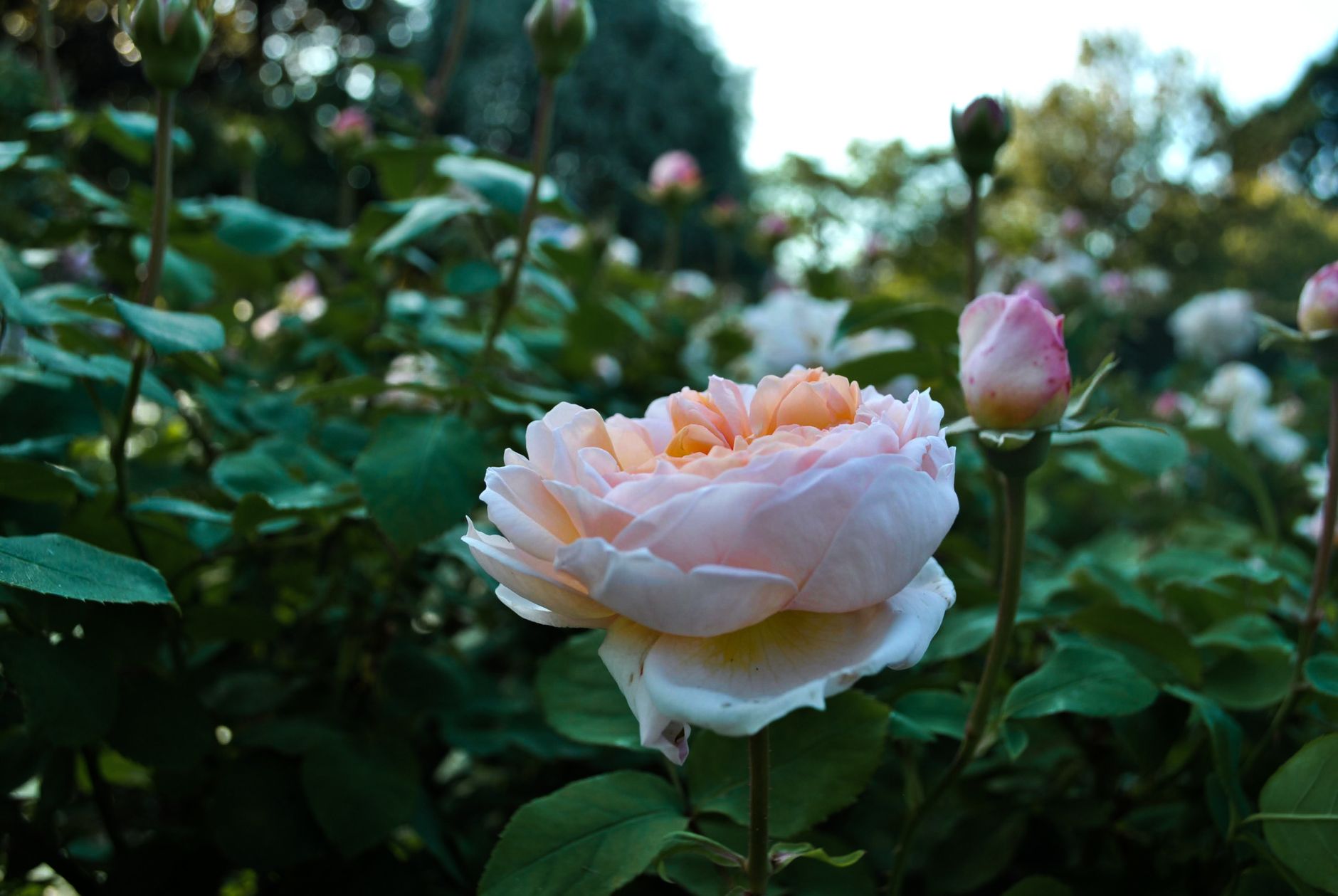 A delicate pink rose in full bloom captured with lush green leaves in a serene English garden.