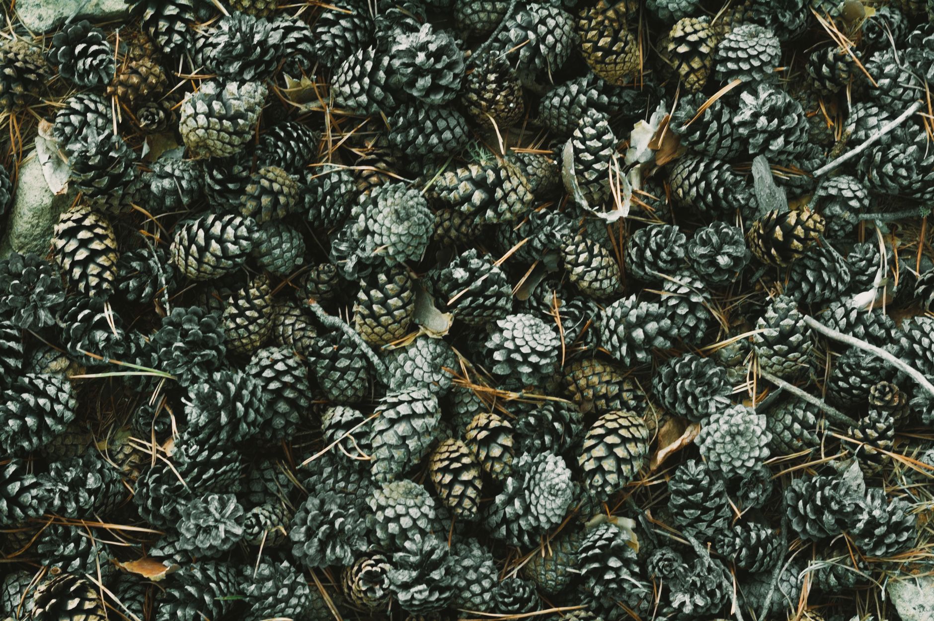 A detailed view of numerous pine cones scattered on the forest floor, showcasing nature's texture.