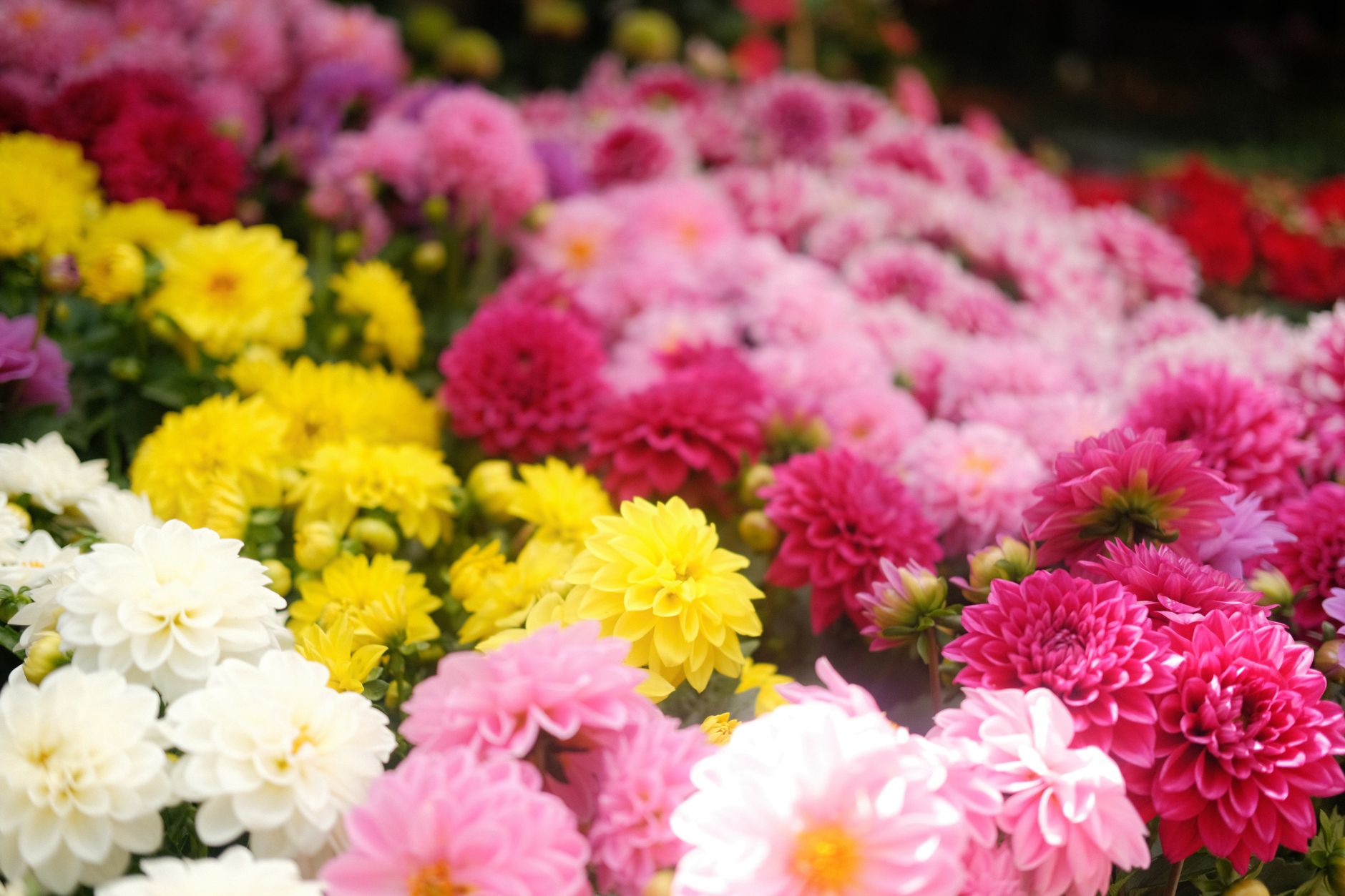 A vibrant field of red, pink, yellow, and white dahlias in full bloom.