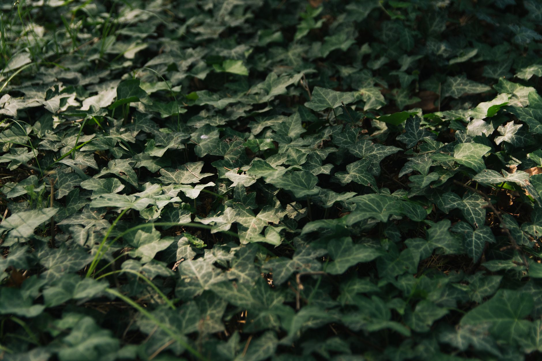 Dense green ivy leaves creating a natural carpet on forest ground.