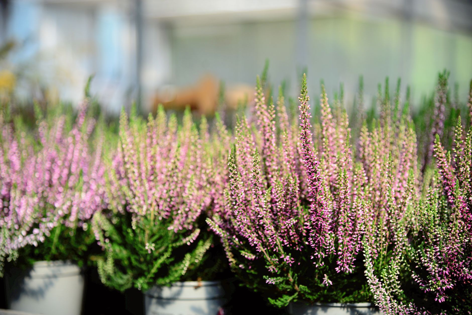 Close-up view of abundant purple heather flowers in pots, outdoors in sunlight.