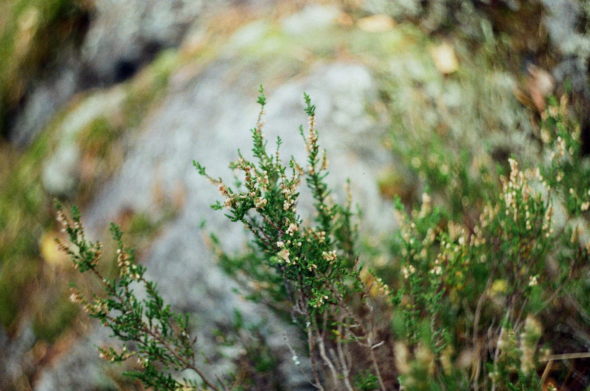 A detailed view of a heather plant with natural green and brown tones. Perfect for nature-themed content.