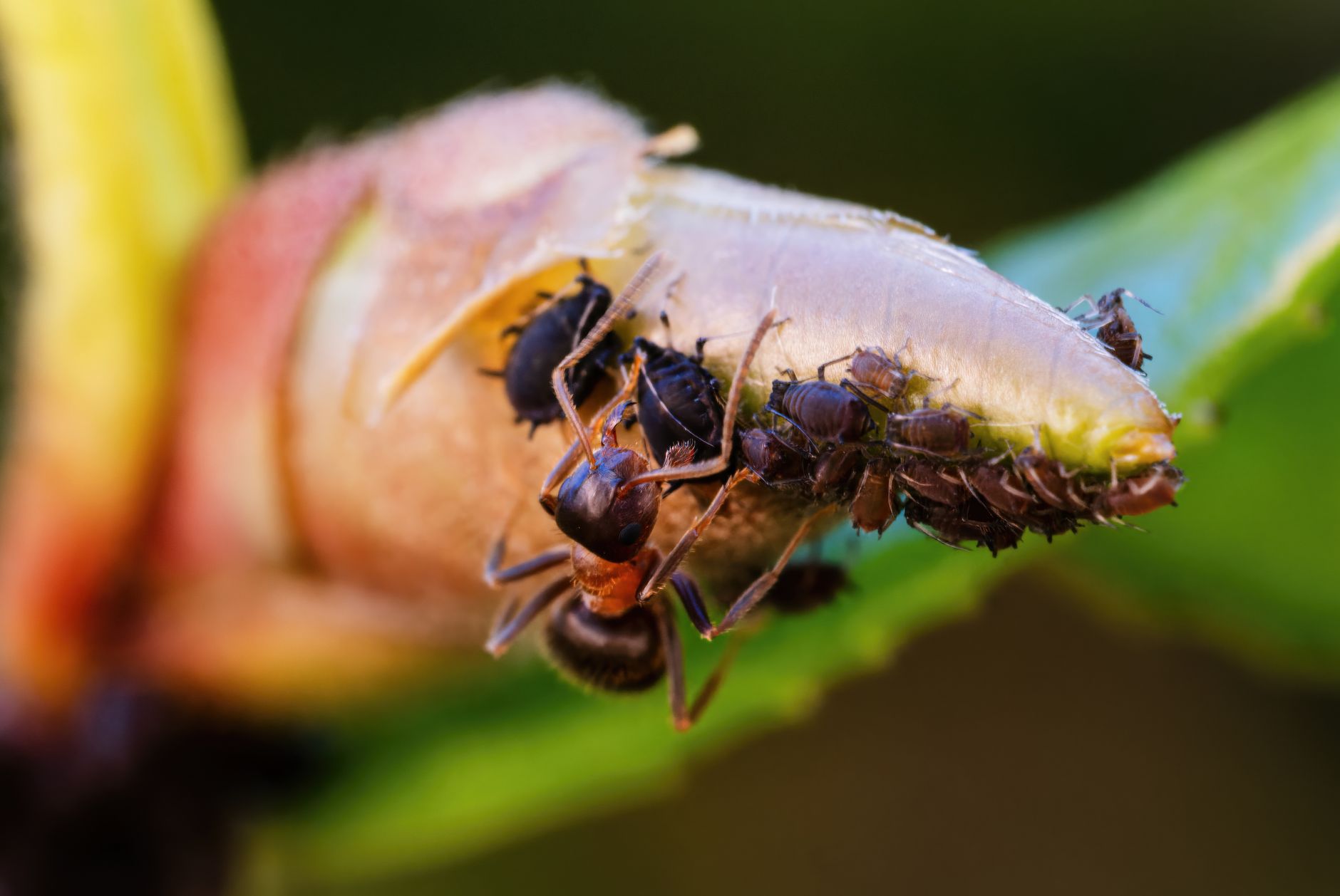 Macro photography of ants working on a plant bud, showcasing teamwork and nature's intricacy.