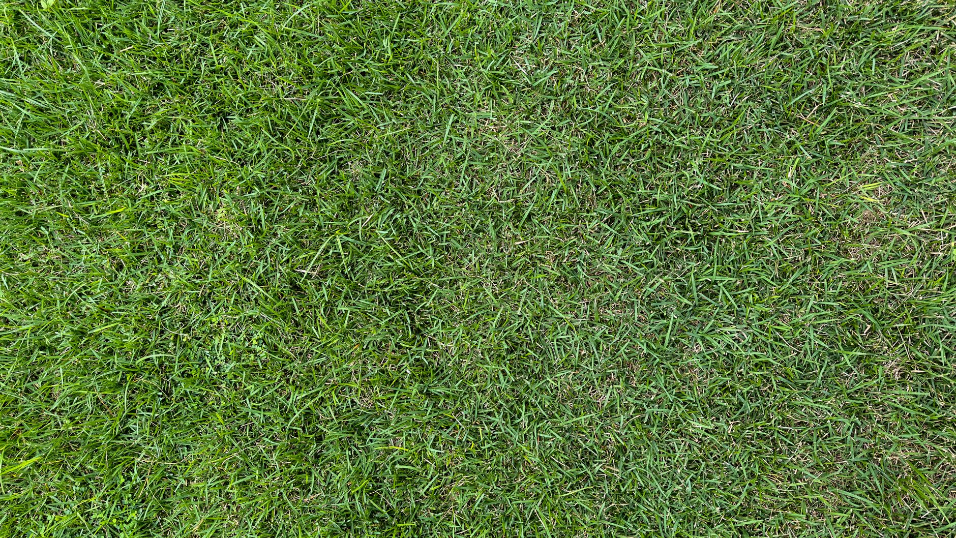 A high-quality top-down view of a lush green grass lawn, perfect for backgrounds.