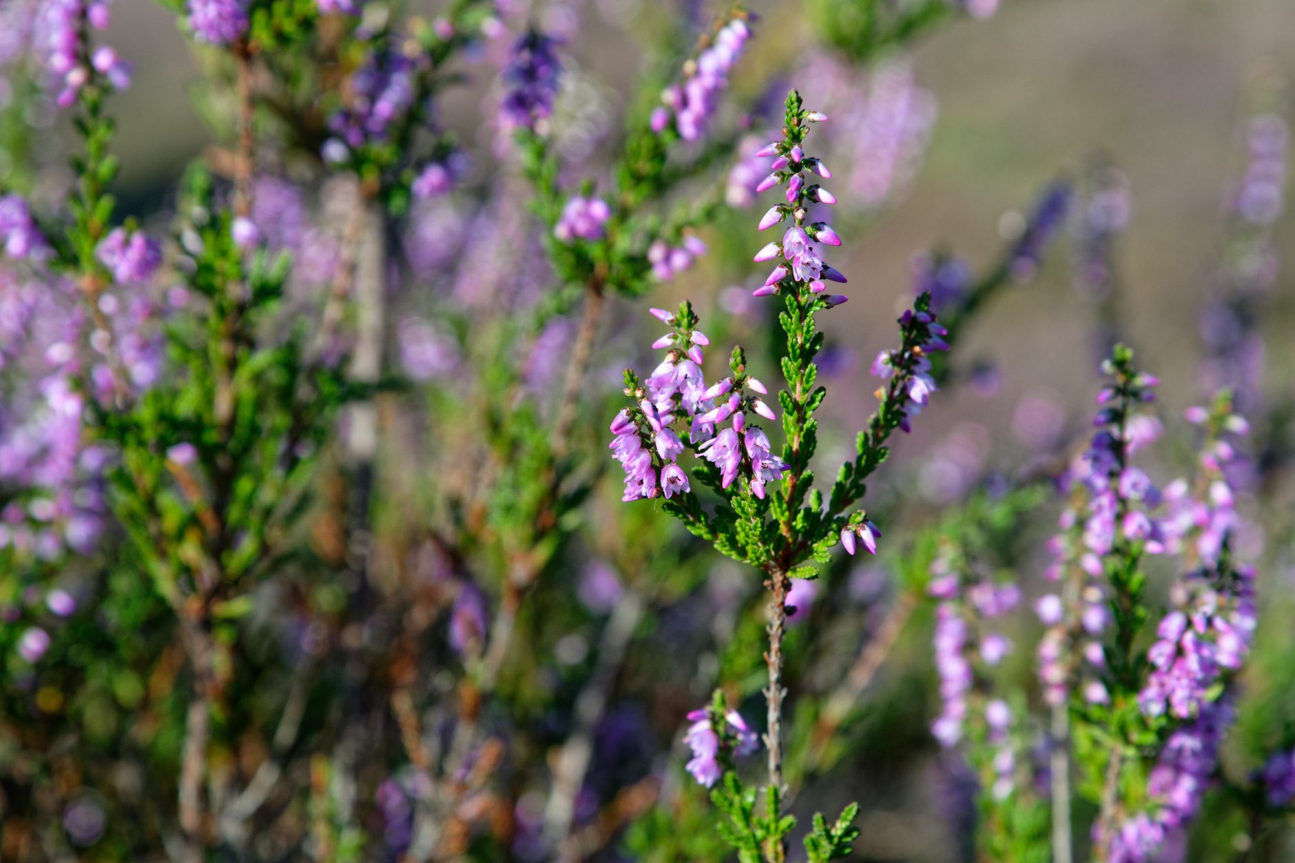 Close-up of vibrant heather (Calluna vulgaris) flowers in full bloom during springtime, showcasing nature's beauty.