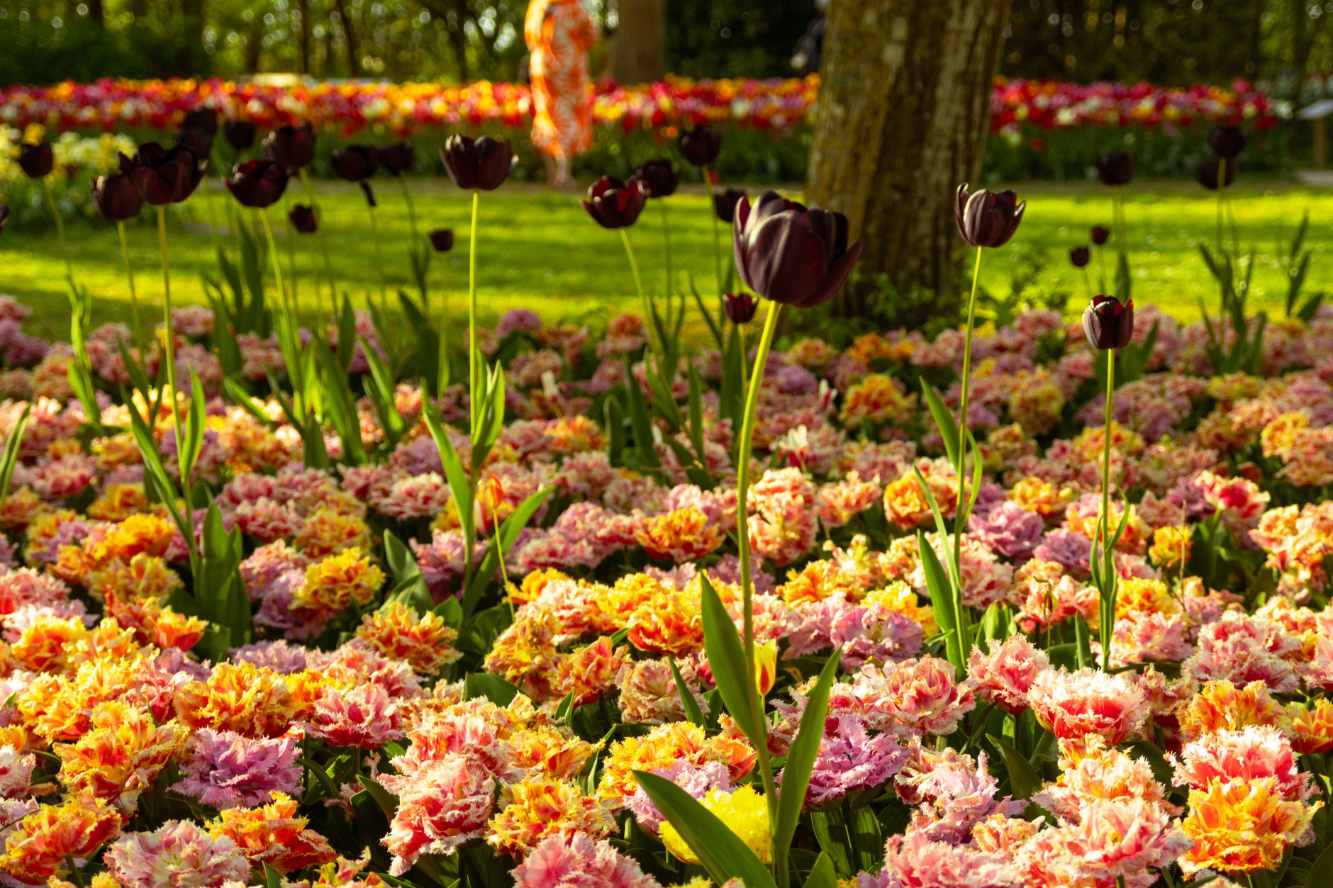 Vibrant tulip garden with colorful blooms on a sunny spring day.