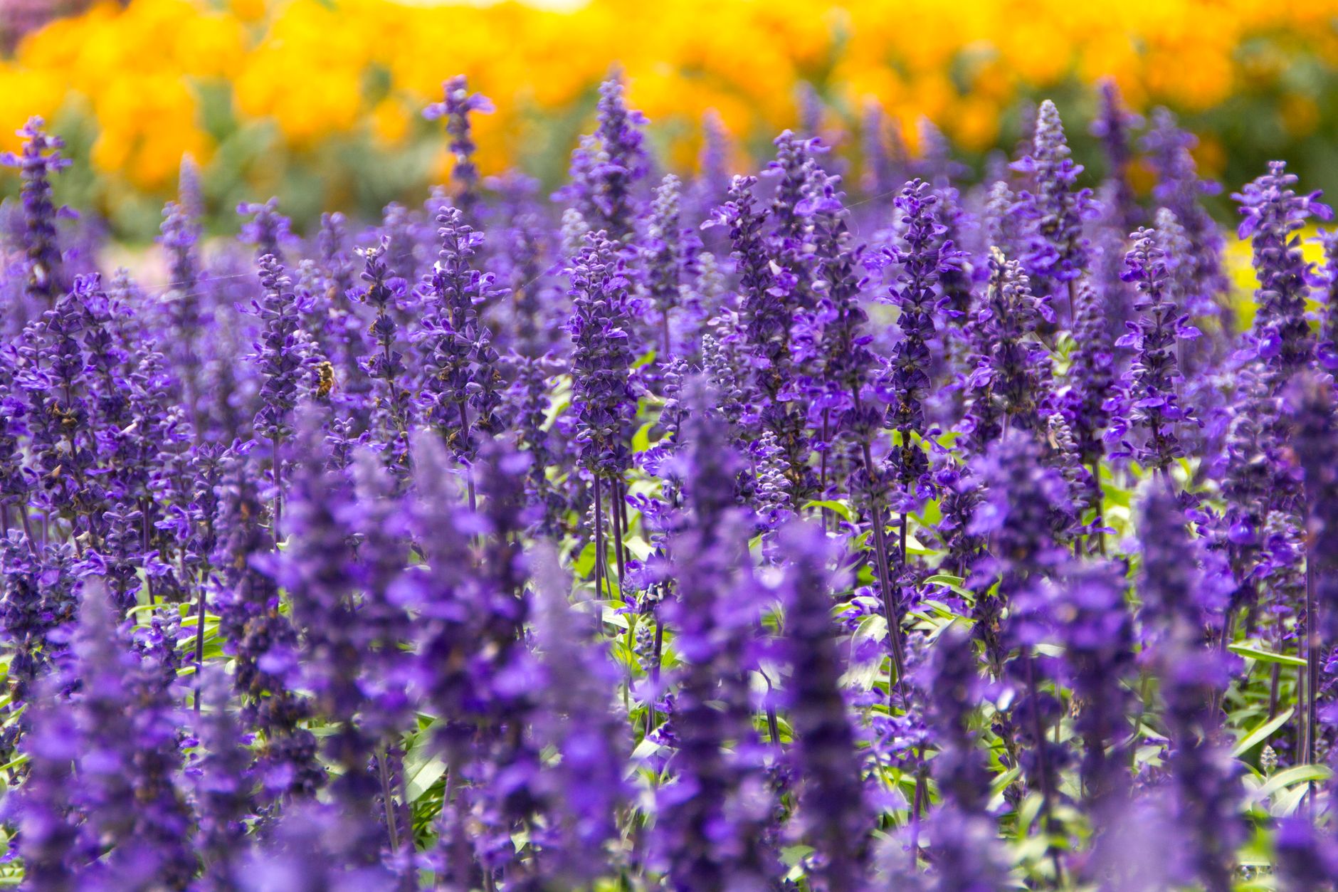 A field of vibrant purple salvia flowers in bloom with an orange floral backdrop, captured outdoors.