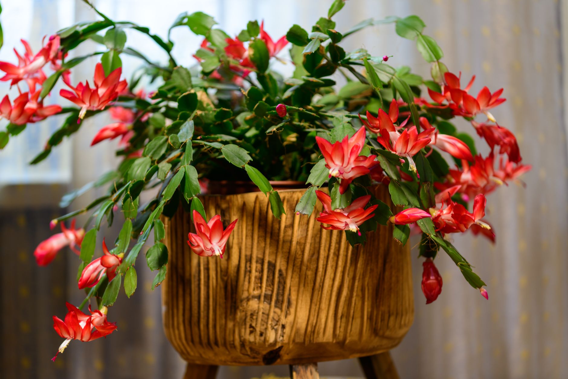 Bright red Christmas cactus blooms cascading from a rustic wooden pot indoors.