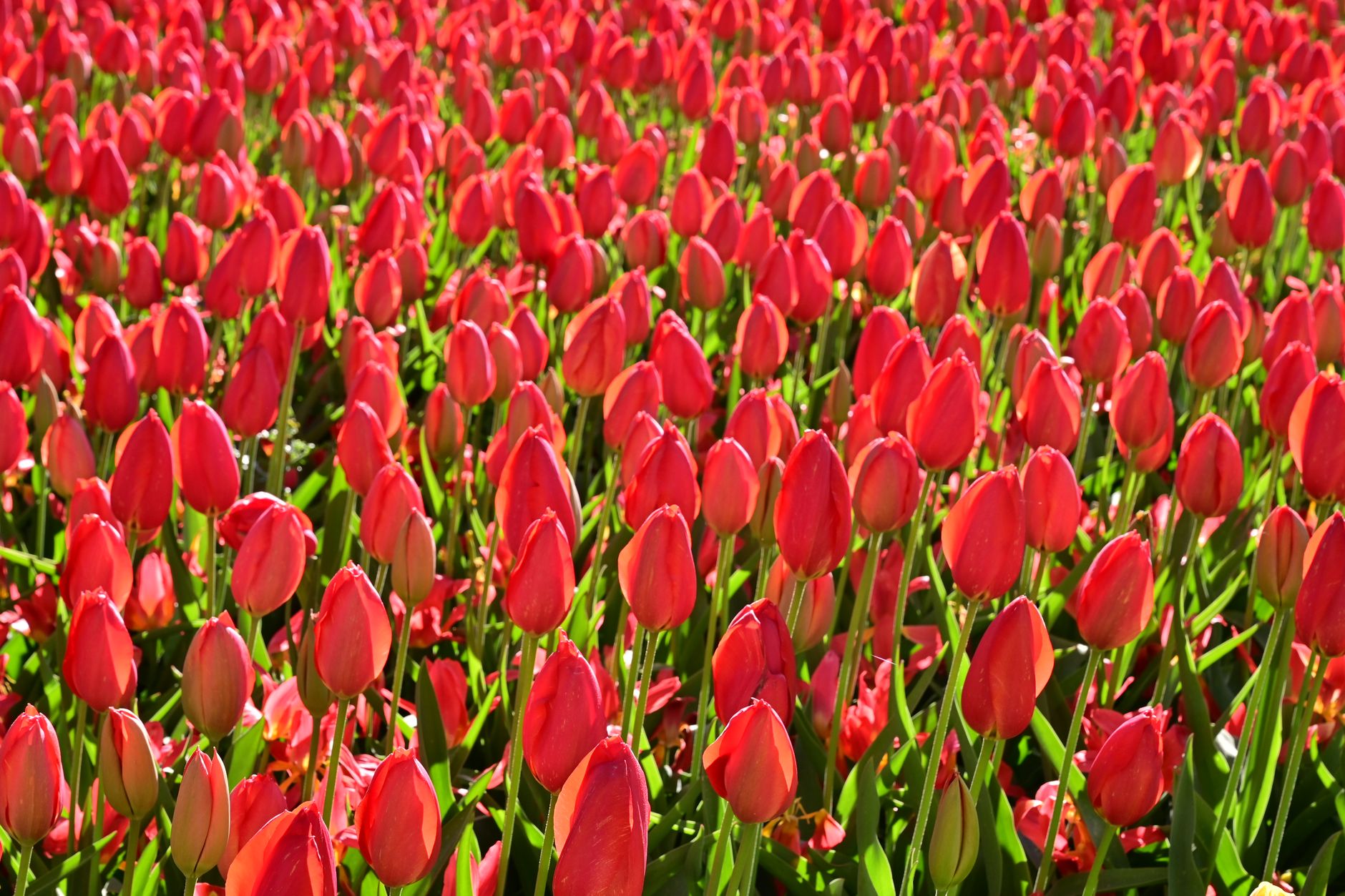 Bright red tulip field in Lisse, Netherlands, showcasing vibrant spring colors under a clear sky.
