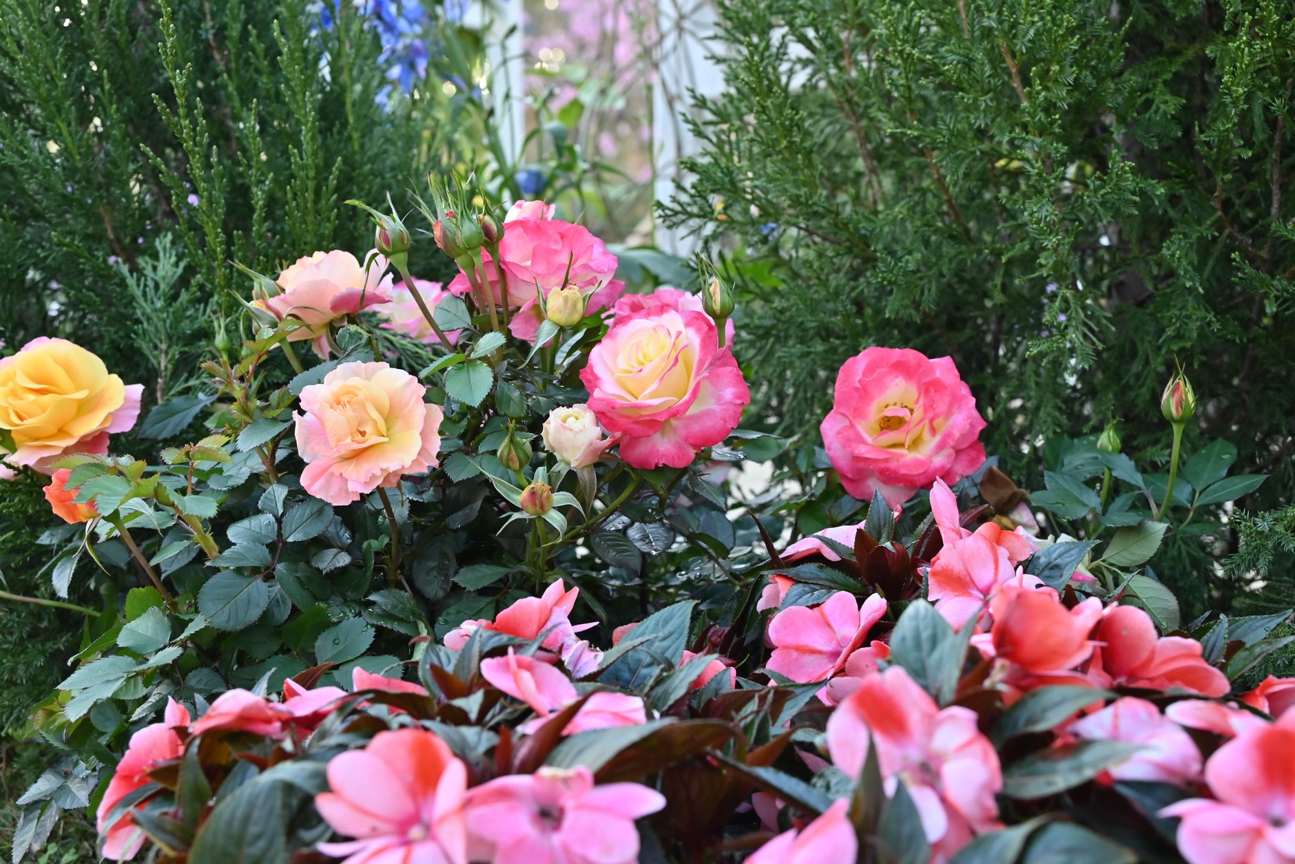 Vibrant garden scene with blooming roses and lush greenery in summer.