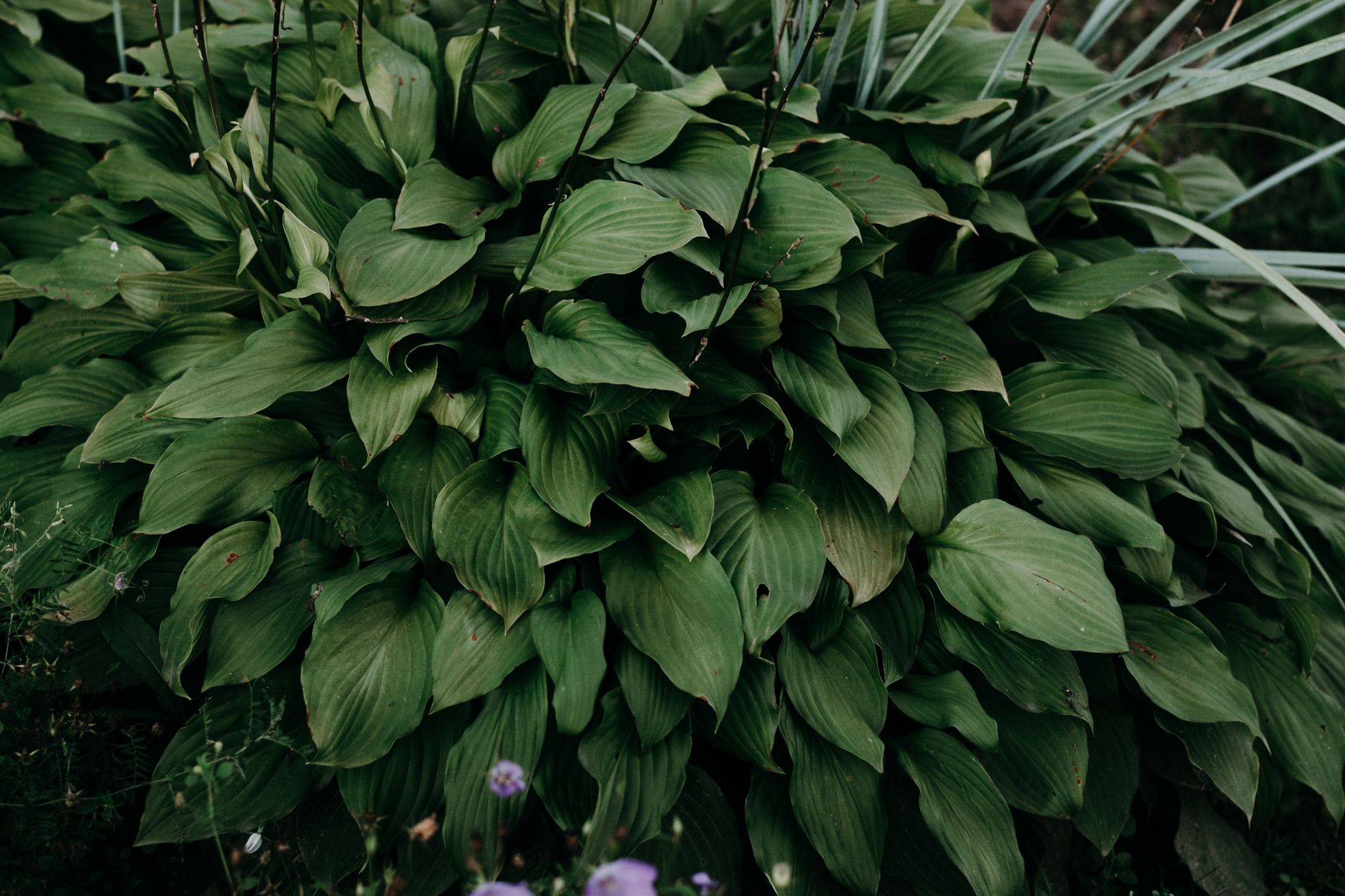 Close-up of vibrant green hosta leaves in an outdoor garden environment.