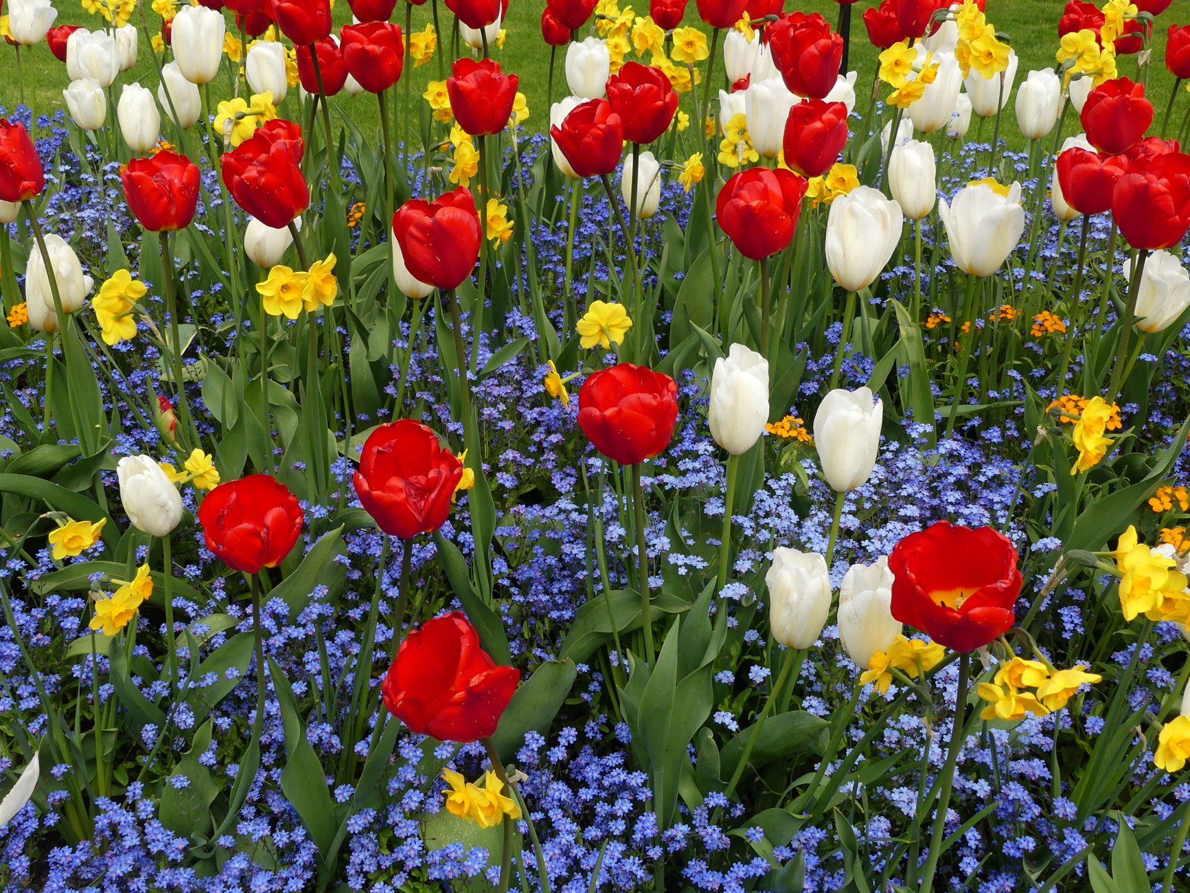 Colorful tulips and daffodils blooming in a spring garden with lush greenery.