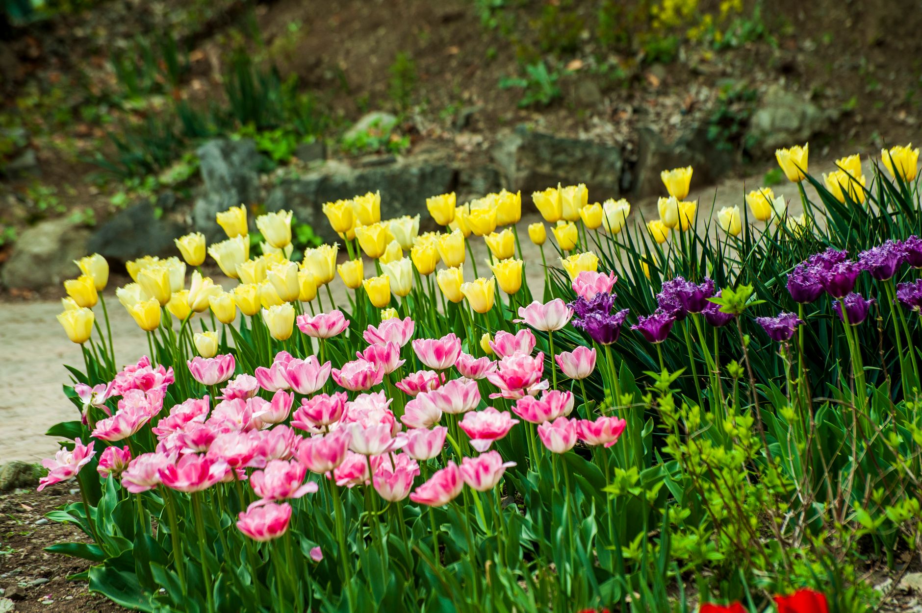 A colorful display of yellow, pink, and purple tulips in a lush spring garden setting.