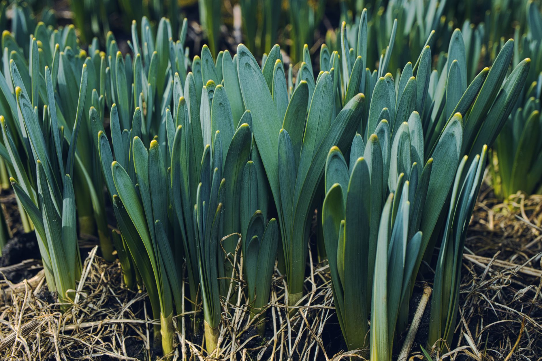 Close-up of daffodil shoots emerging in early spring, showcasing new growth.
