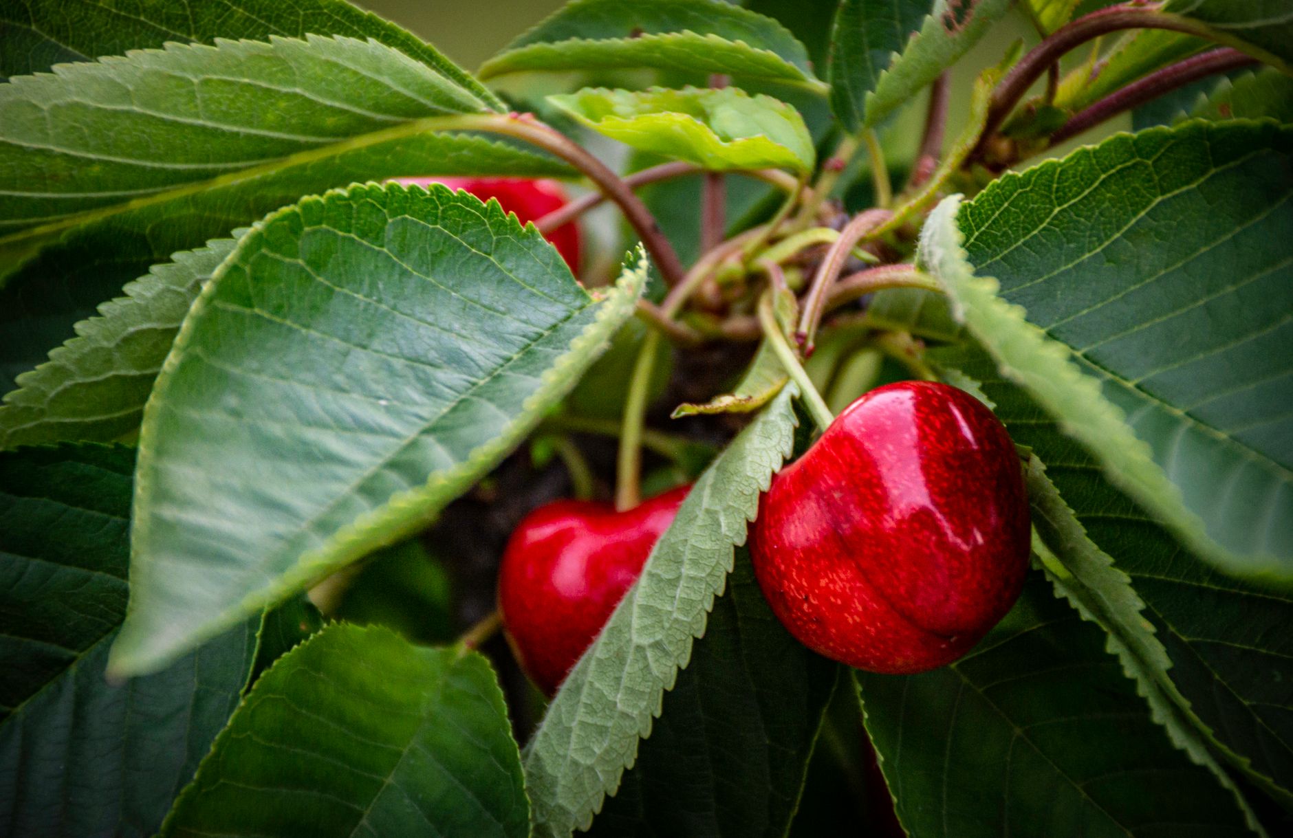 Close-up of vibrant red cherries hanging from a tree branch surrounded by lush green leaves.