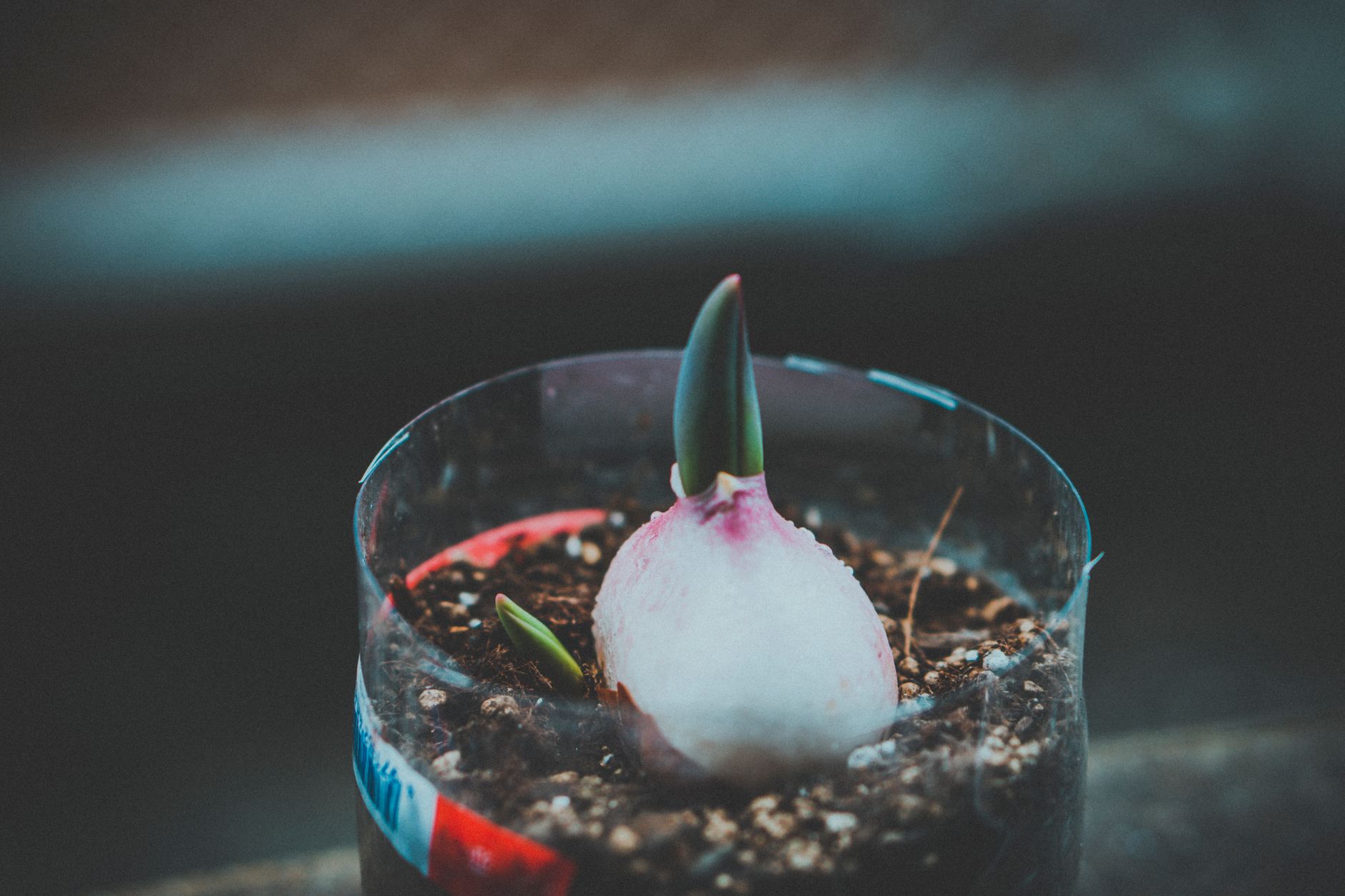 A close-up shot of a sprouting bulb plant in soil inside a transparent pot, capturing early growth.