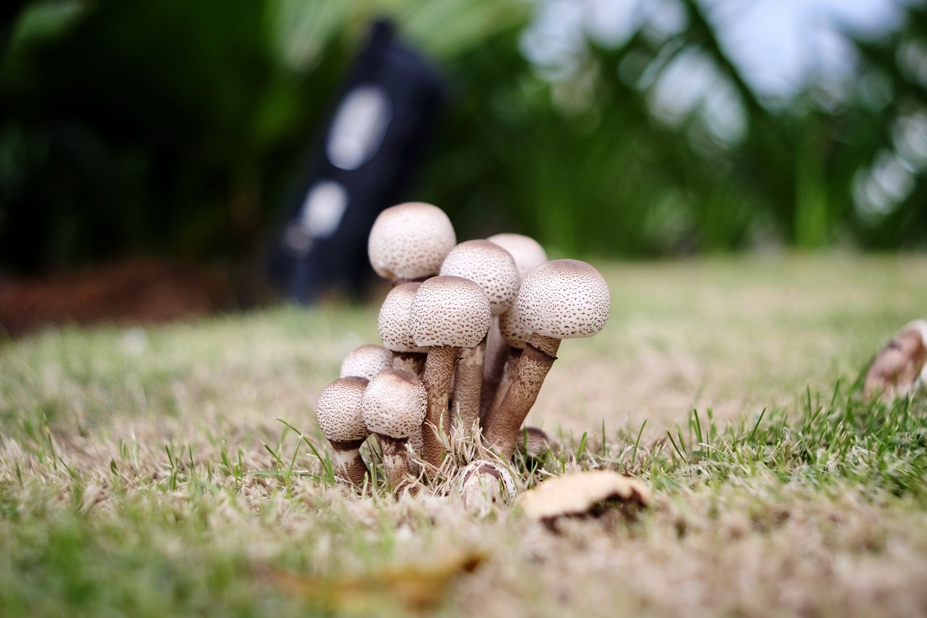 Cluster of brown mushrooms growing on lush green grass in Ho Chi Minh City.