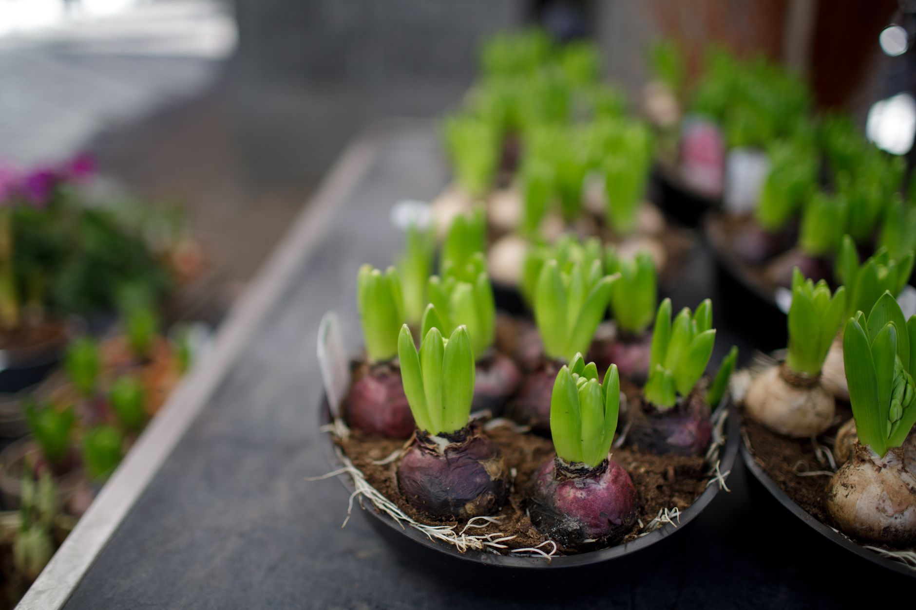 Fresh green hyacinth bulbs sprouting in a tray, showcasing new growth in a garden setting.
