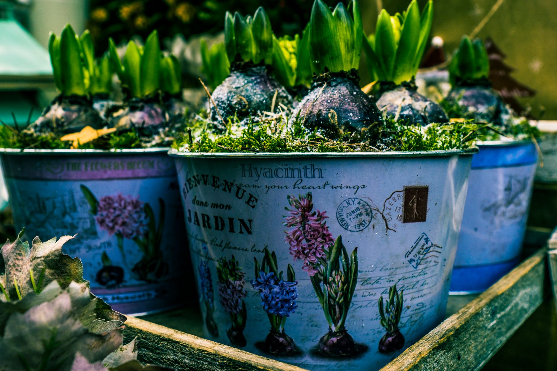 Beautiful decorative containers with growing hyacinth bulbs in a garden setting, showcasing vibrant spring life.