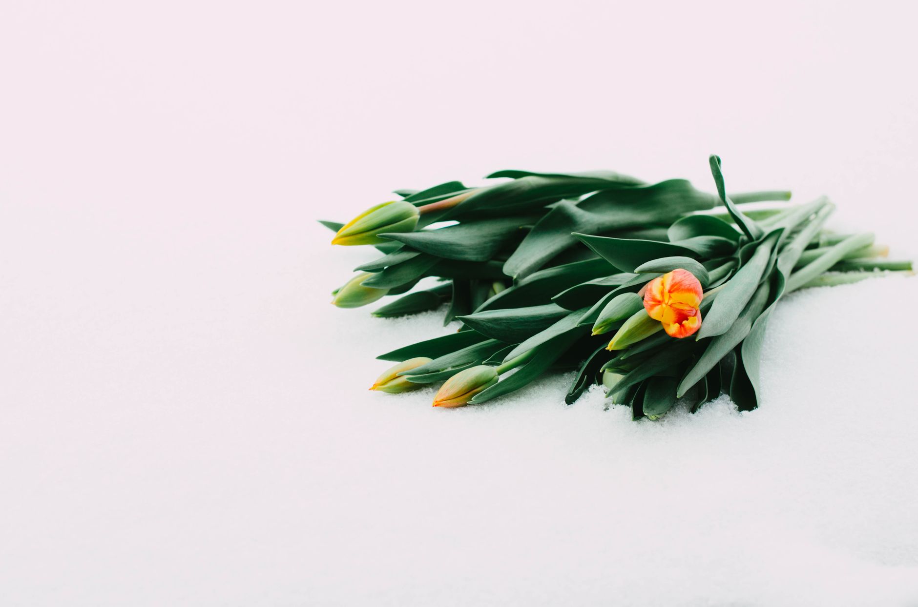 A vibrant bouquet of tulips lies on pristine white snow, showcasing a stark and beautiful contrast.