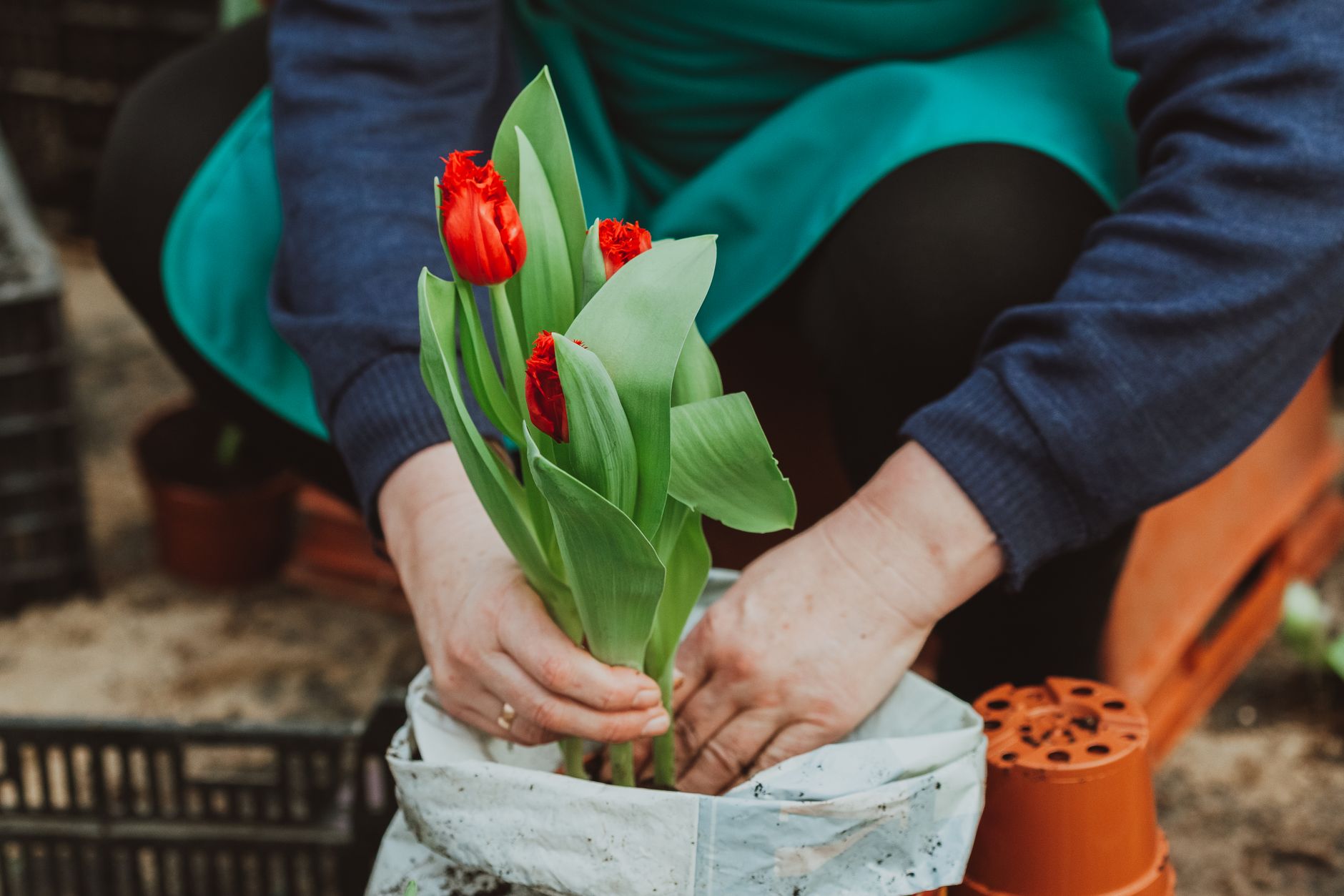 Crop unrecognizable horticulturist in uniform transplanting red flowers with green leaves from sack during work in botanical garden with flo