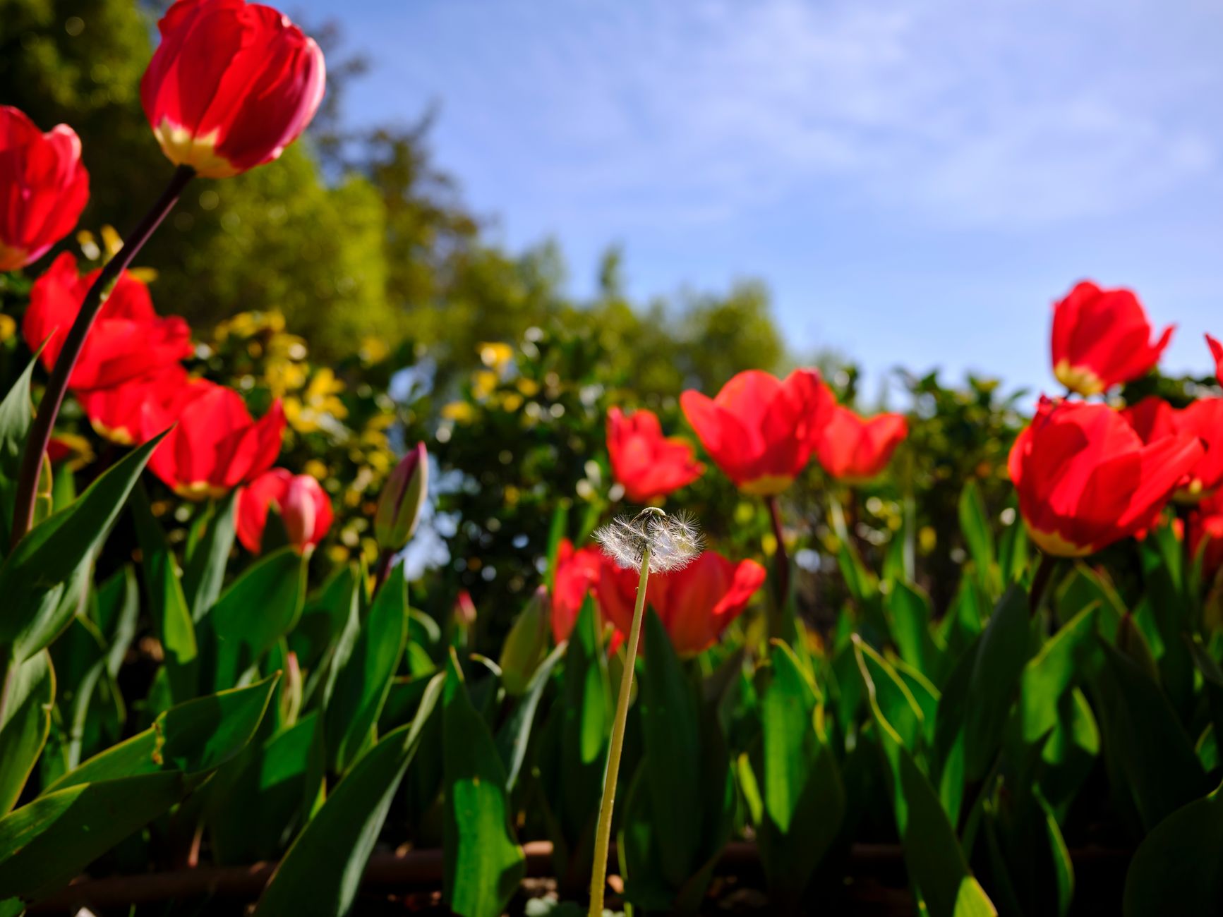 Captivating scene of vibrant red tulips blooming under a clear blue sky in spring.