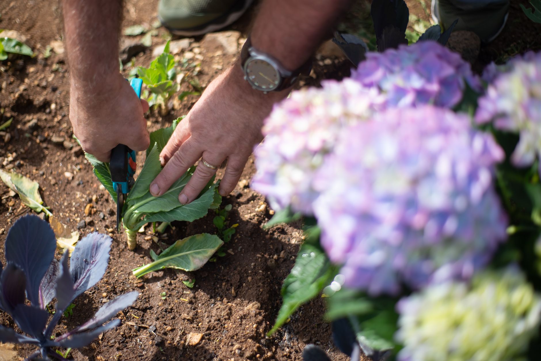 Close-up of a gardener trimming plants with pruning shears in a colorful garden.