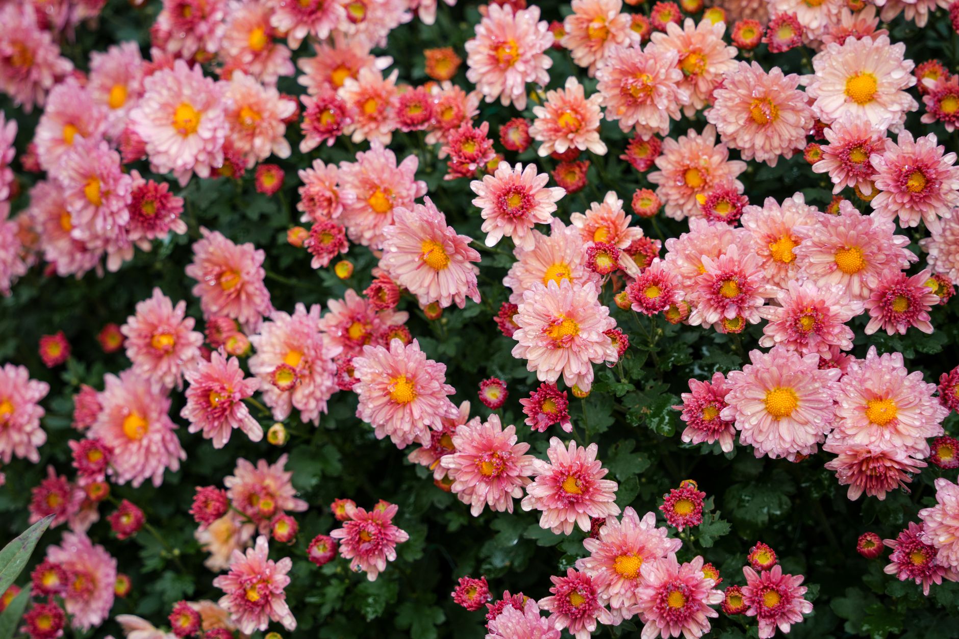 A lush garden bed filled with vibrant pink chrysanthemums in full bloom.