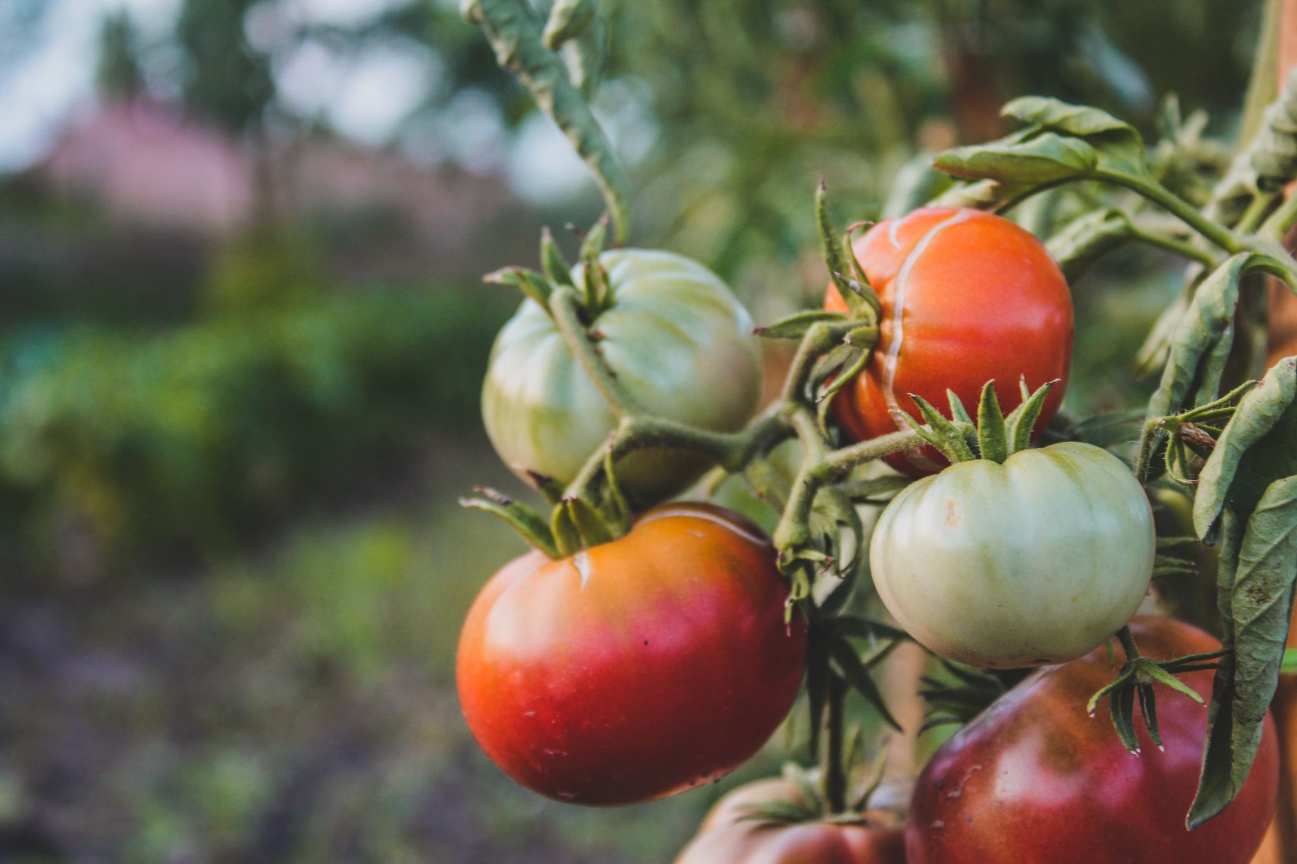 A detailed view of tomatoes in various stages of ripeness growing on the vine in a garden.