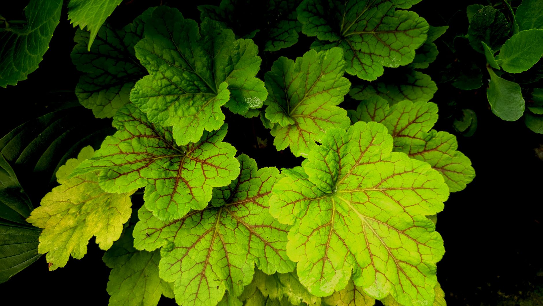 Close-up of Heuchera Rubescens leaves showcasing vibrant green tones and red veins, perfect for nature themes.