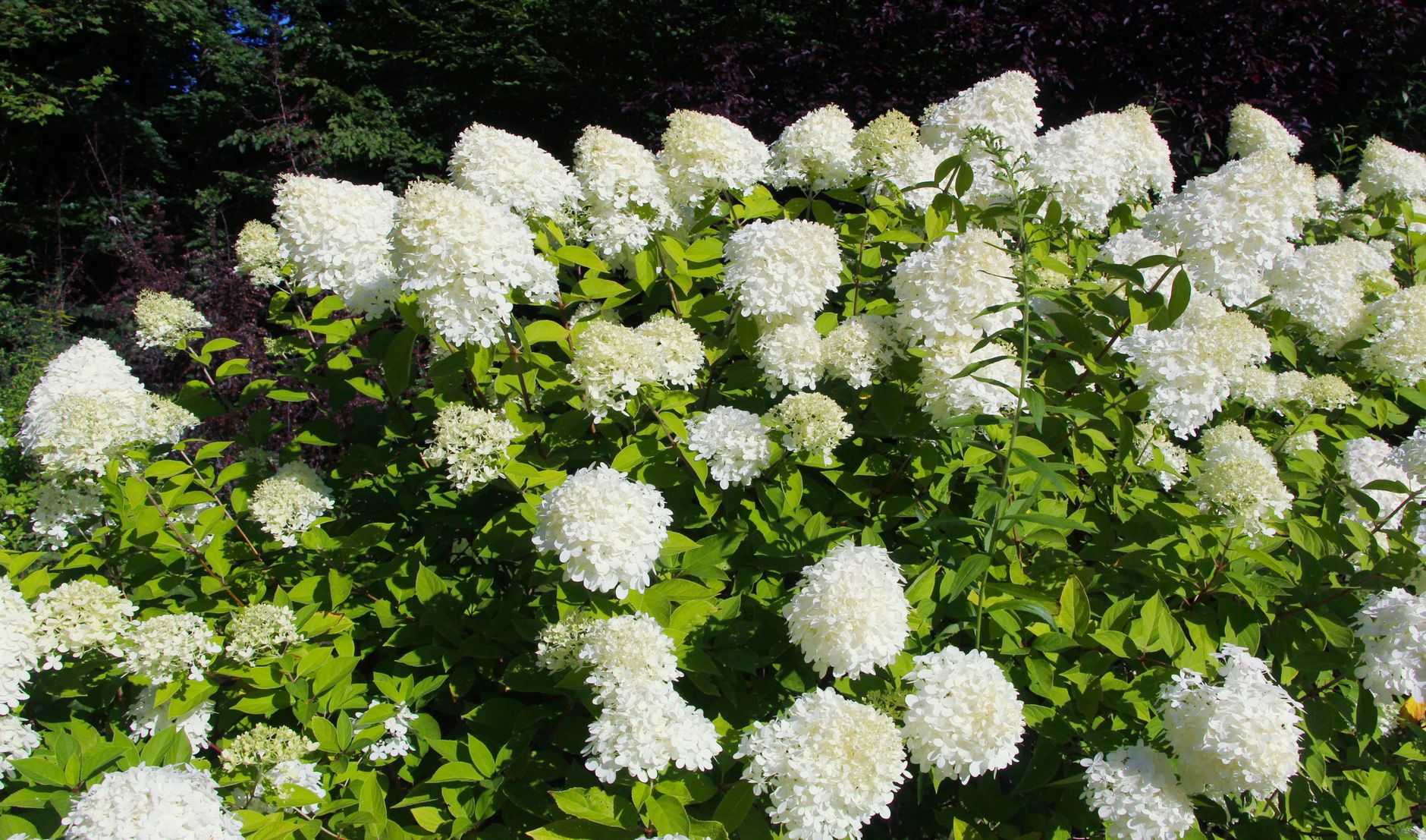 A lush hydrangea bush with large white blooms, thriving outdoors under bright sunlight.