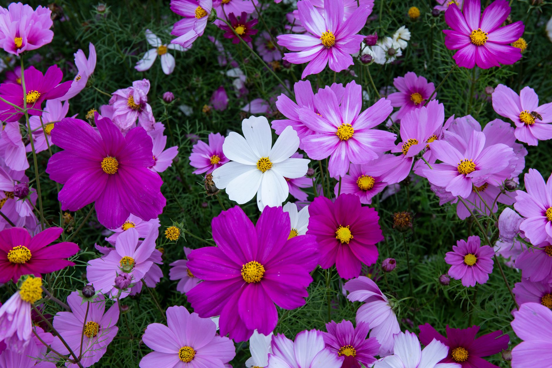 A colorful display of pink, purple, and white cosmos flowers in full bloom in a lush garden setting.