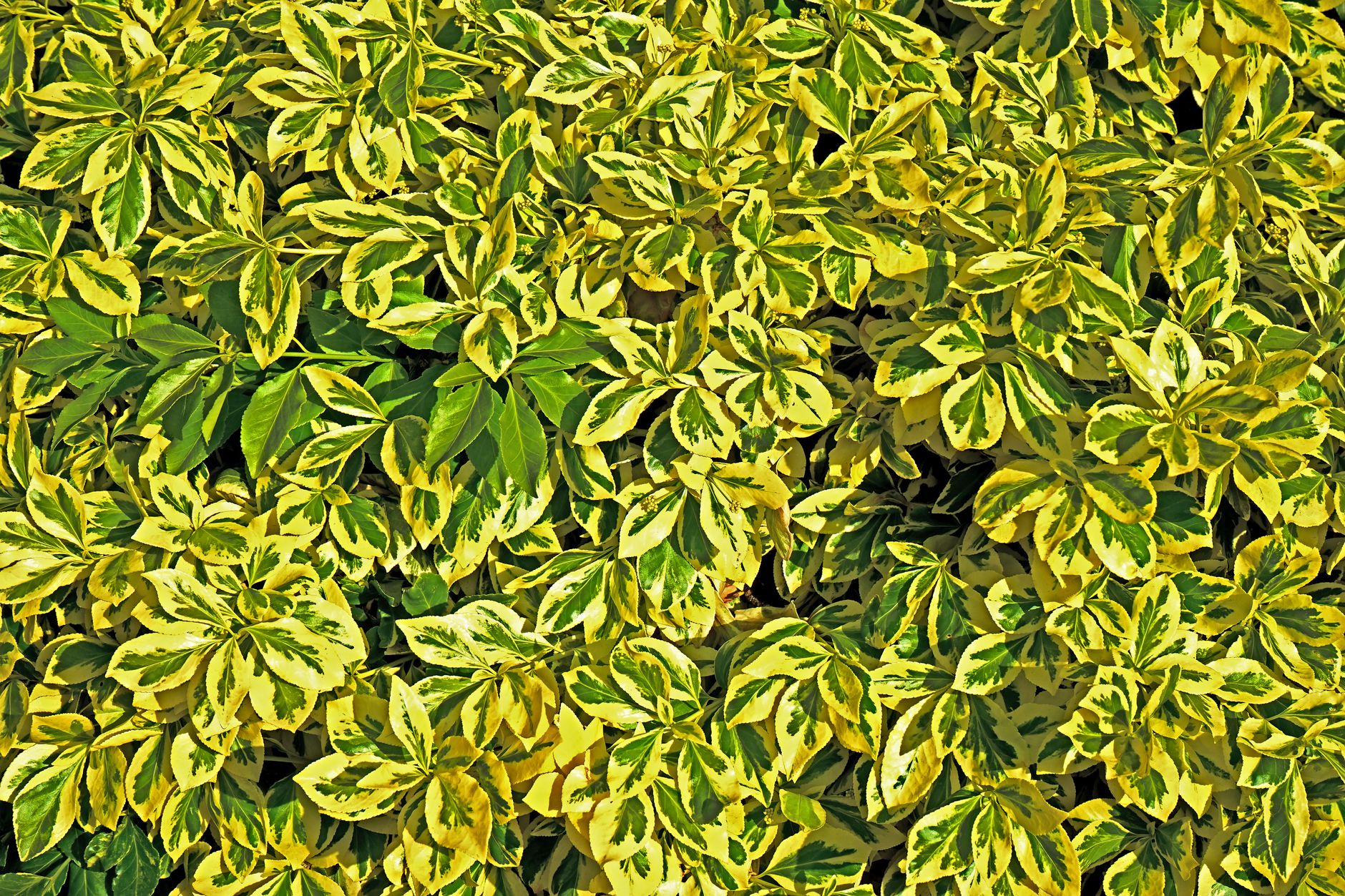 A lush display of variegated leaves, showcasing vibrant green and yellow hues, perfect for nature backgrounds.