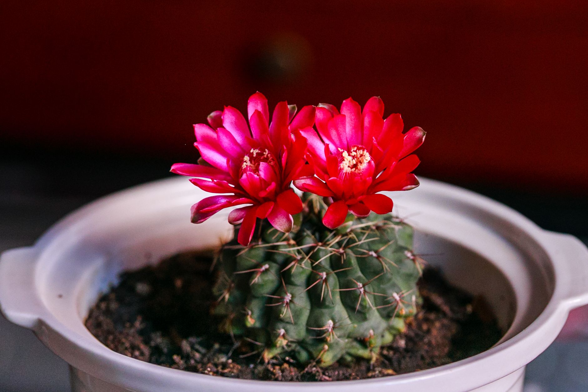 Close-up of vibrant red cactus flowers blooming in a white pot indoors.