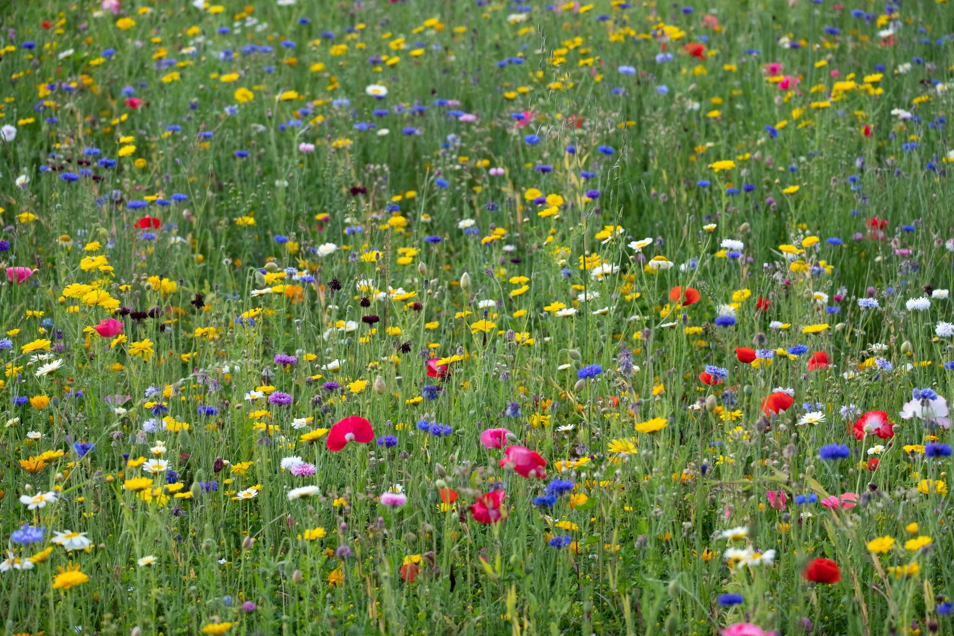 From above of grass meadow with assorted bright blossoming flowers with gentle petals growing in countryside