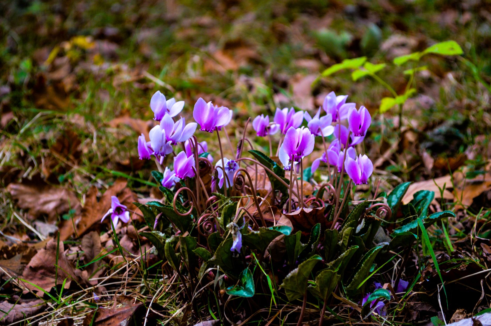 Close-up of purple Cyclamen flowers blooming amidst fallen leaves in a forest setting.
