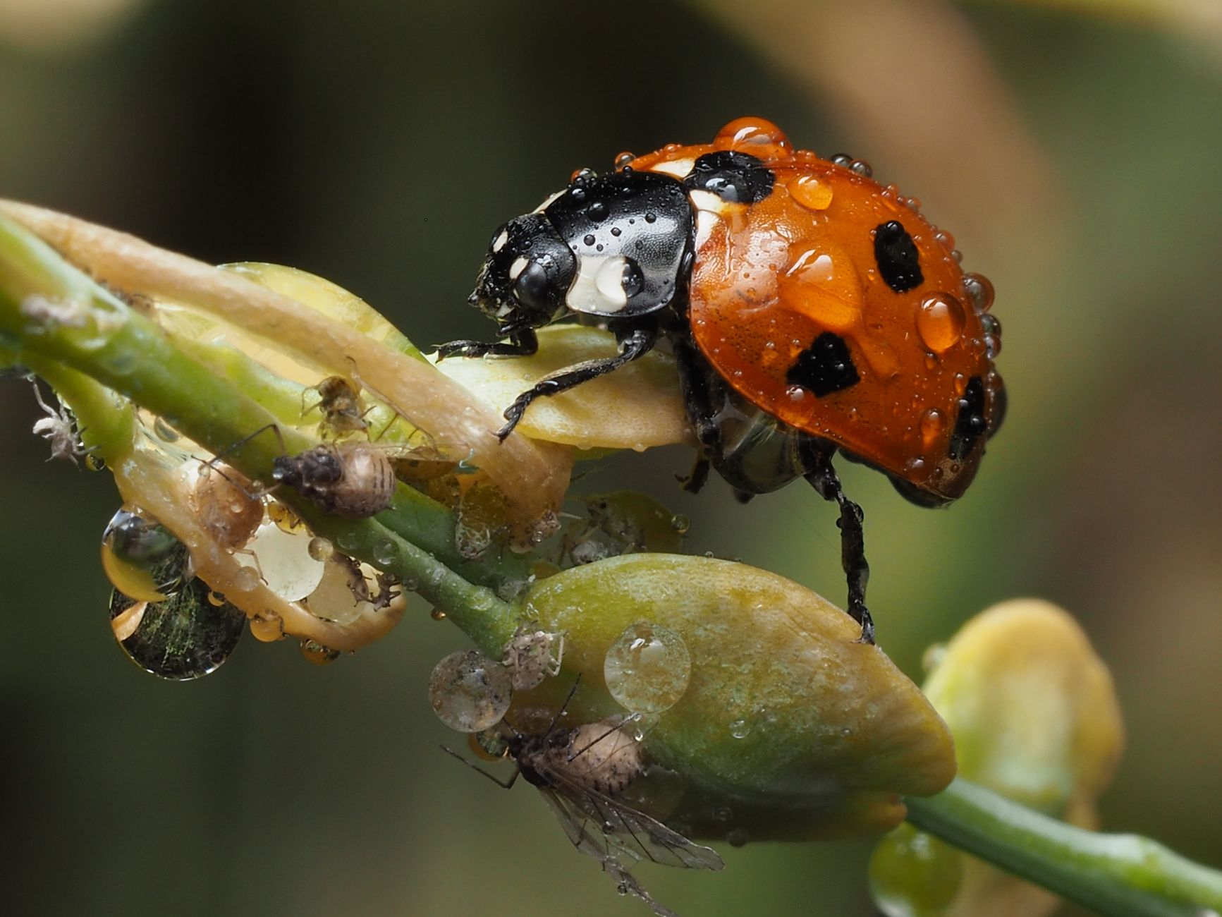 Close-up of a ladybug and aphids on a wet leaf, showcasing nature's detail in macro photography.