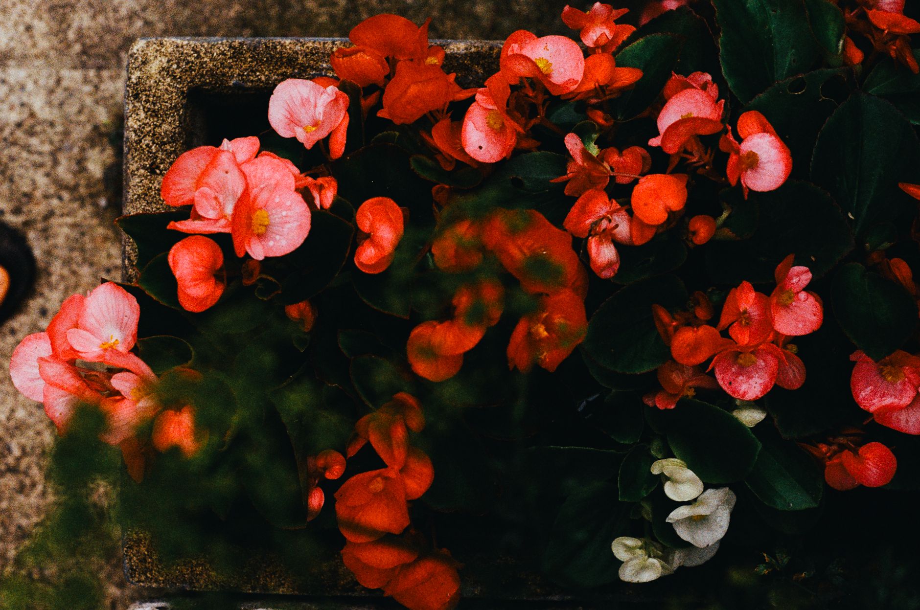 Top view of lush red Begonias in a rustic planter, showcasing nature's vivid beauty.