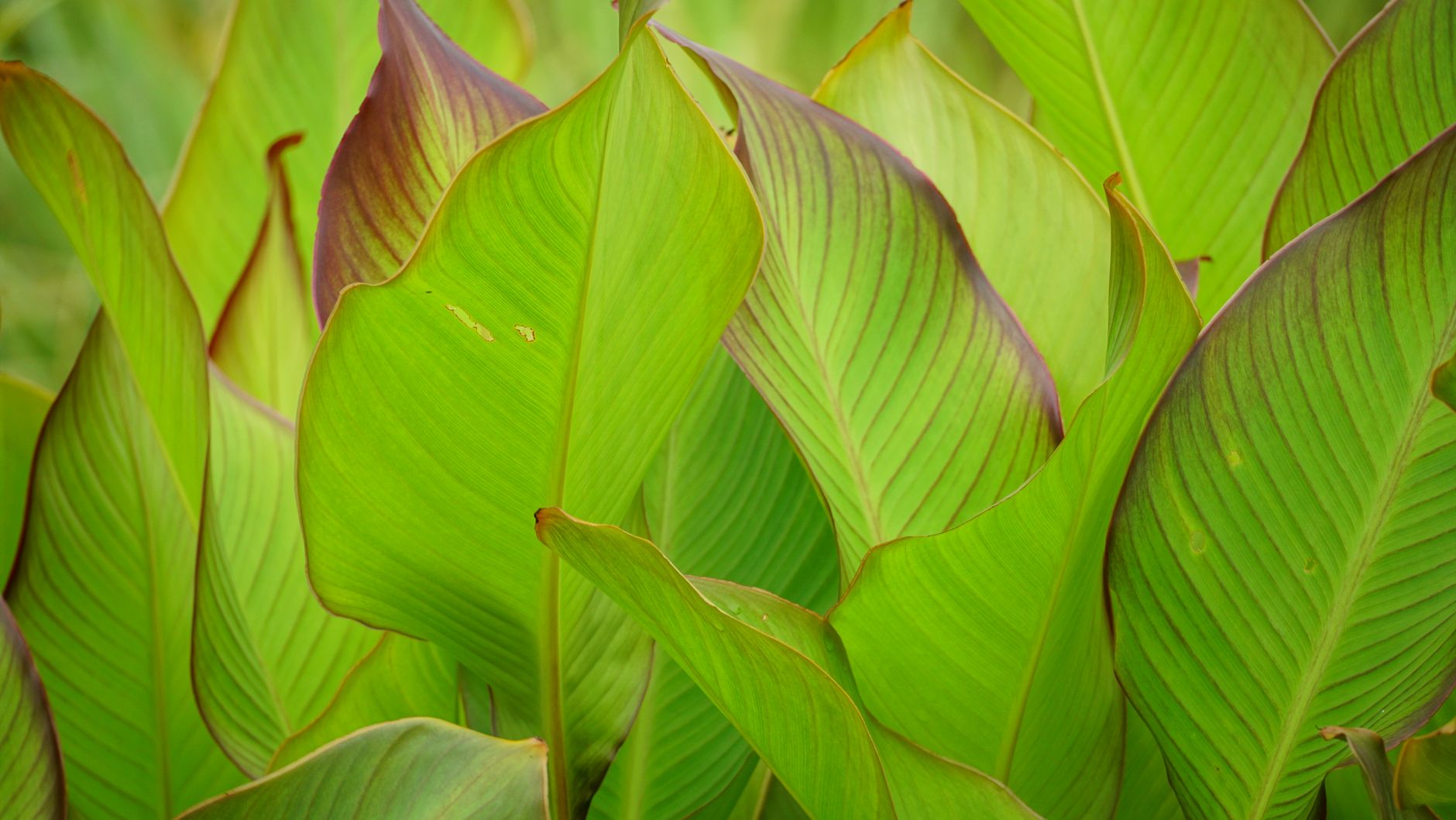 Detailed close-up of fresh green canna leaves with natural light highlighting their texture.
