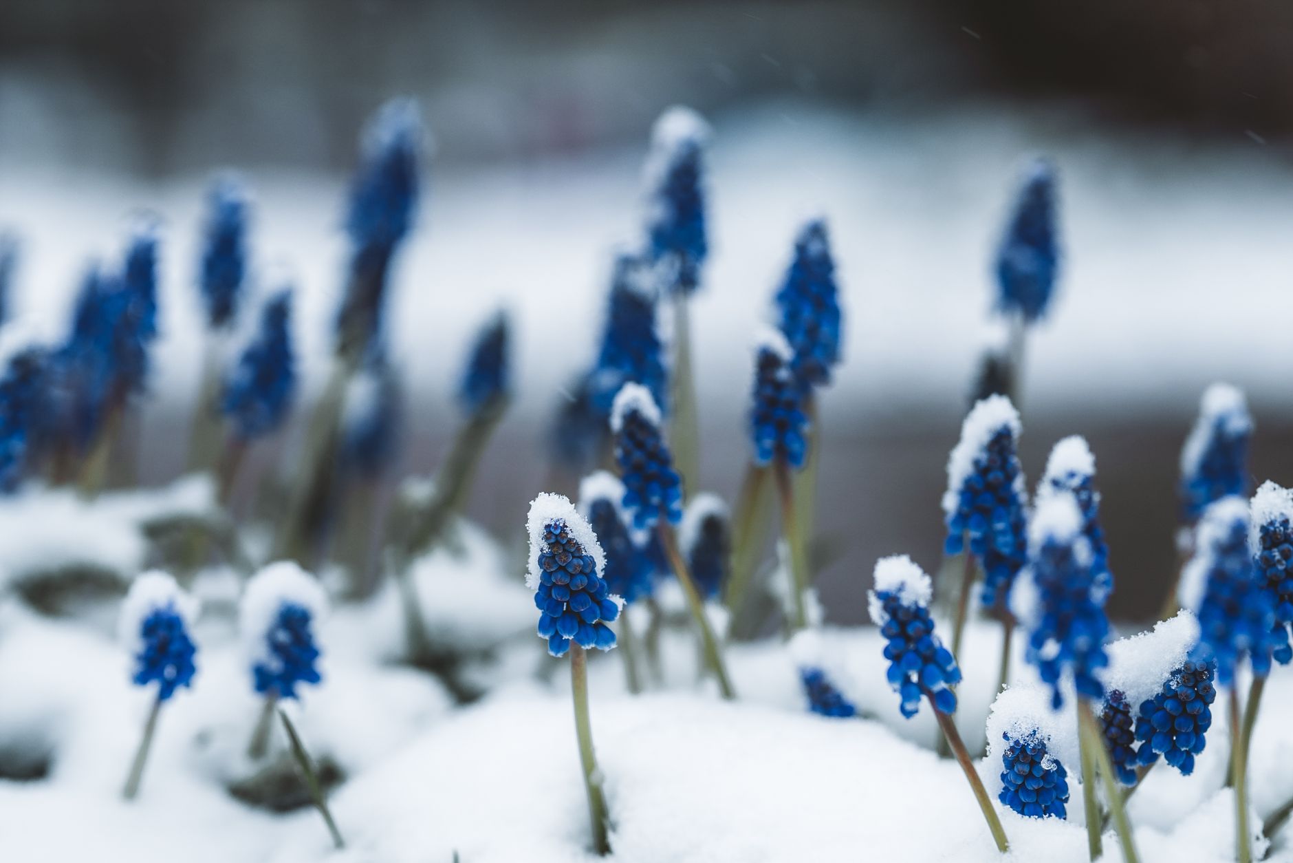 Close-up of blue Muscari flowers peeking through snow in winter garden.