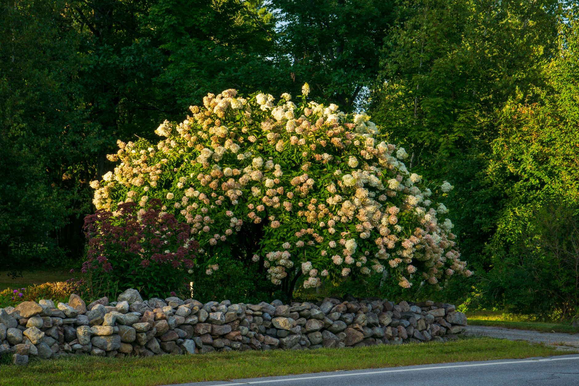 Lush hydrangea shrub with white blooms in a summer garden behind a stone wall.