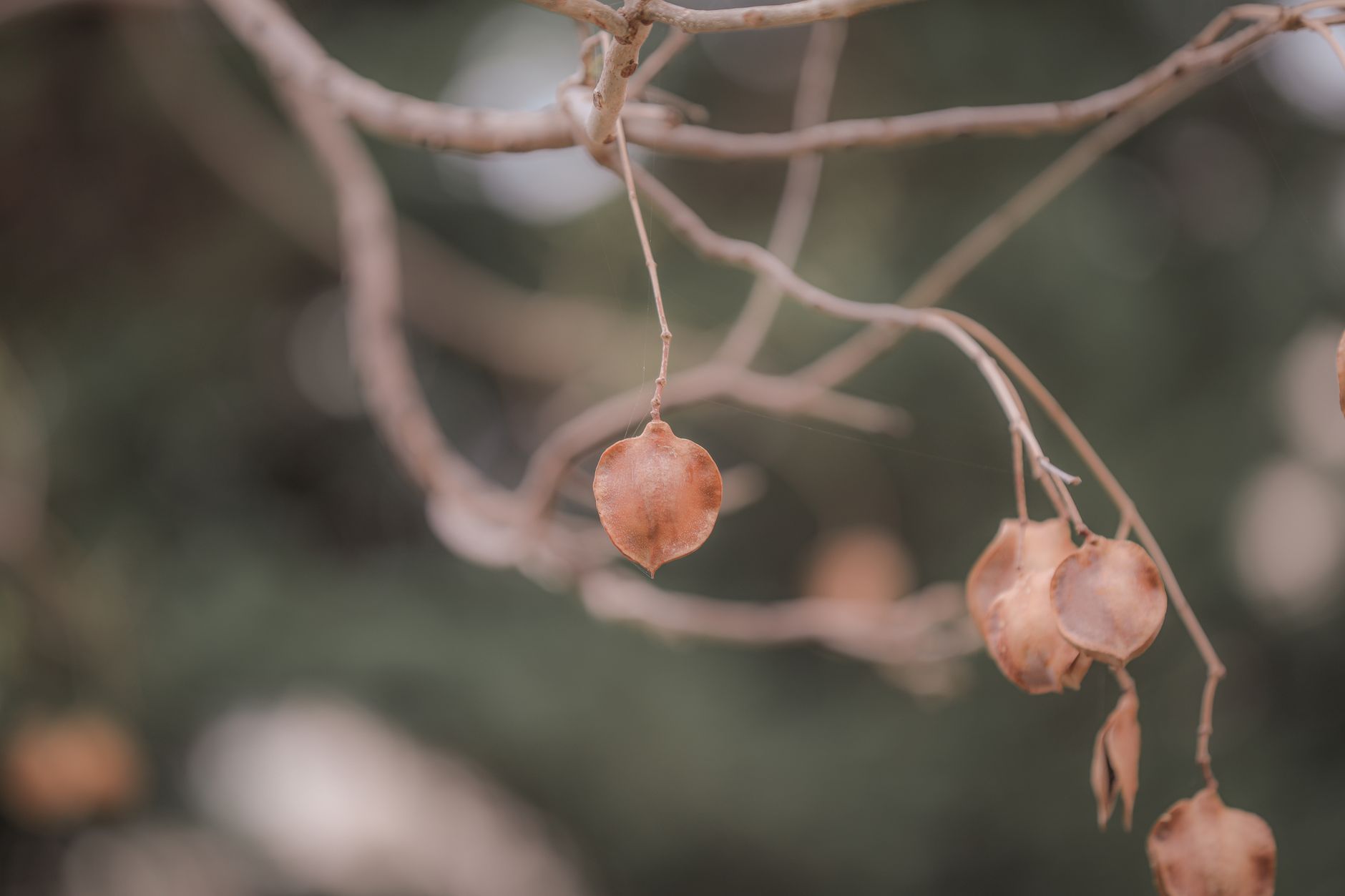 Delicate dried leaves hang on bare branches, highlighting autumn's transition.